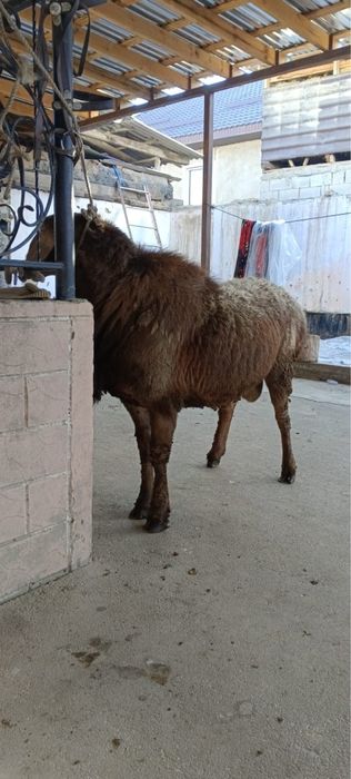 Гиссар кочкар баран