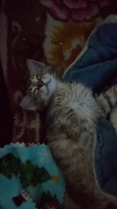 Котенок сибирский кошки