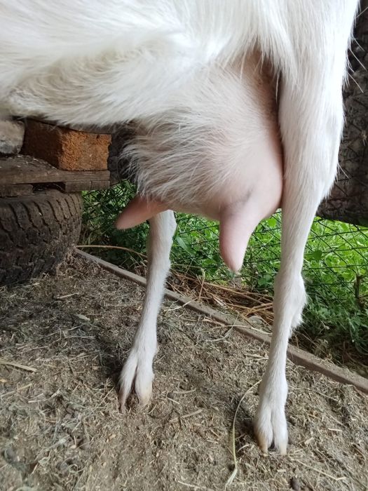 Продам козу ,хорошую..