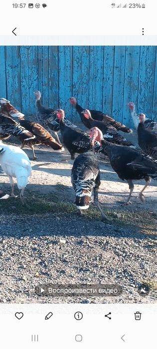 Продам индуков молодых