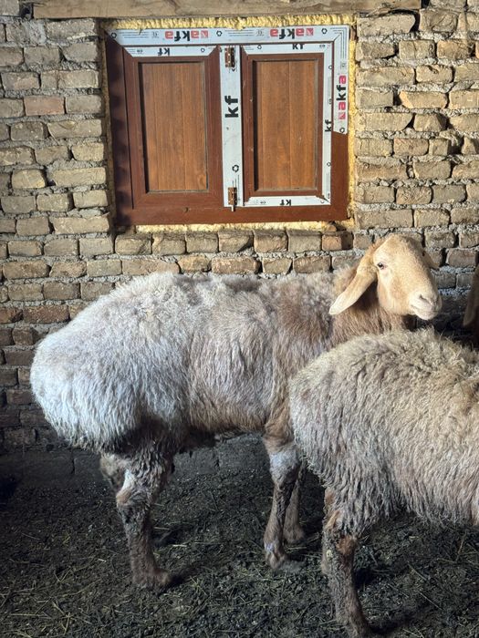 Кучкор сотилади.