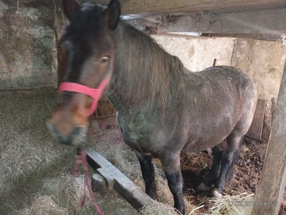 Vând cal vârstă 10 ani