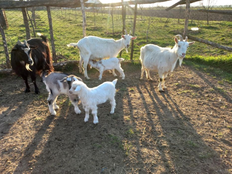 Vand capre si un tap