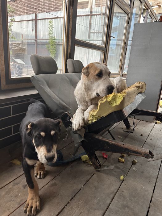 Щенки алабая 3 месячные  крупные