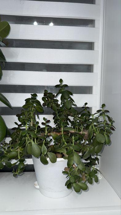 продам денежное дерево