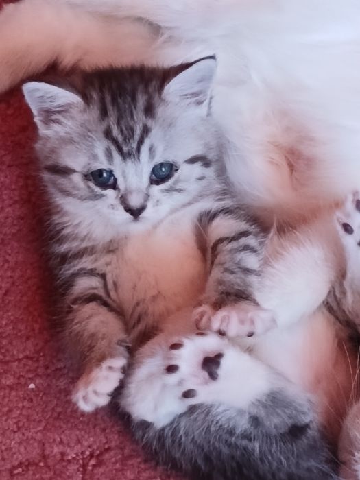 Котята в хорошме руки