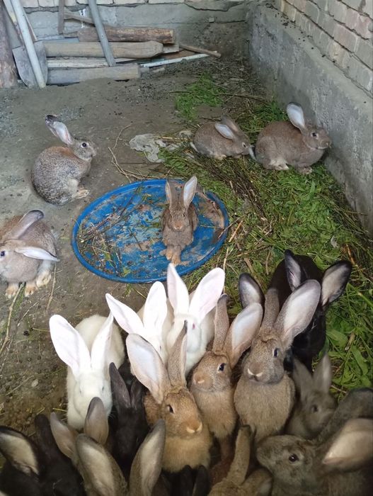 Срочно сотилади куён пародаси гигант