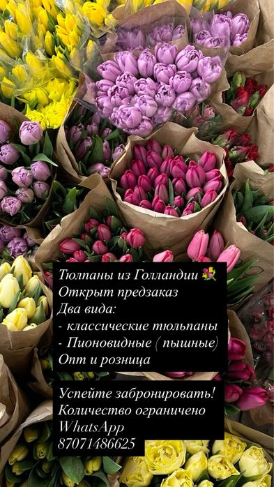 Тюльпаны в городе Костанай