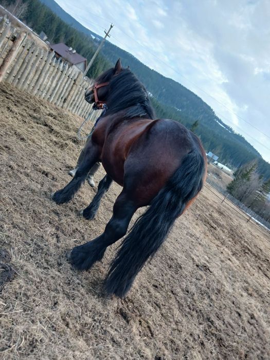 Vand armasar de 4 ani foarte cuminte invțat la pădure și căruță...
