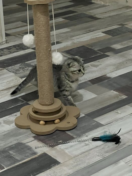 Висхоухий котенок