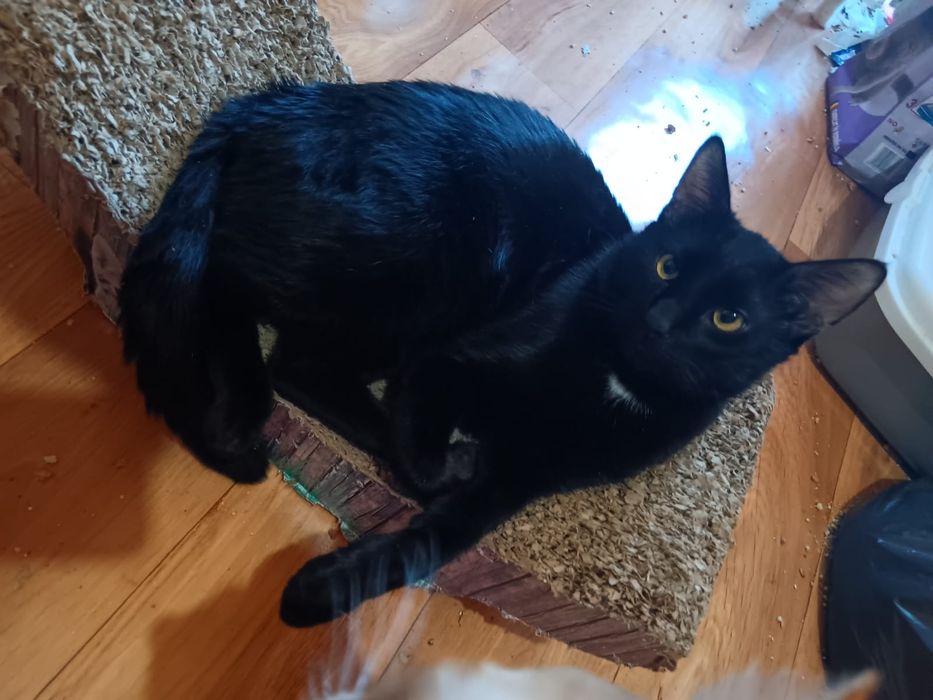 Adoptie pisi valentina