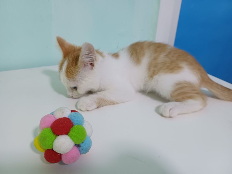 Котёнок-львёнок  - счастье в Ваш дом