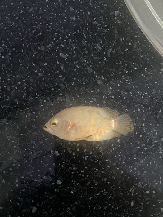 Oscar akvaroum balig’i