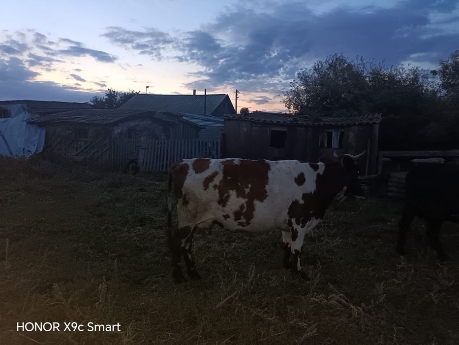 Продам корову мясного направления