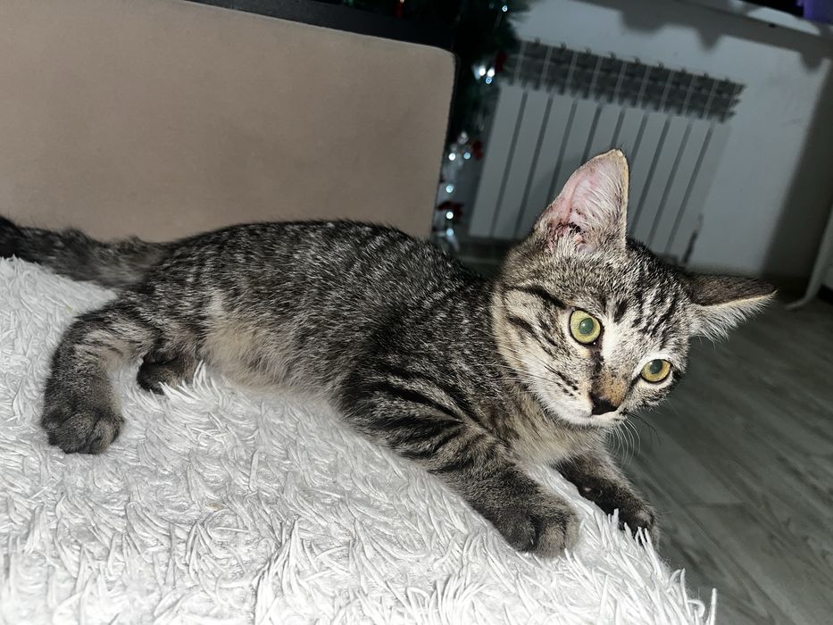 Отдам котенка девочку