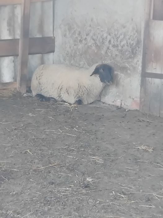 Vând miei suffolk.