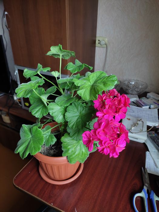 Герань ярко-вешневая