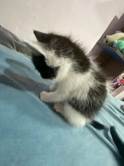 Милые котята в хорошие руки
