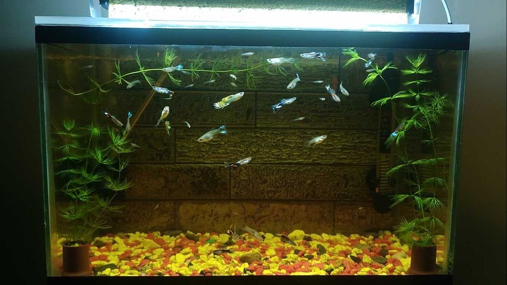 Продам аквариум 20 литров