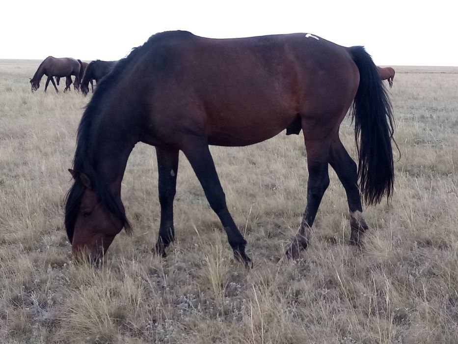 Продам жеребца 5.5 лет