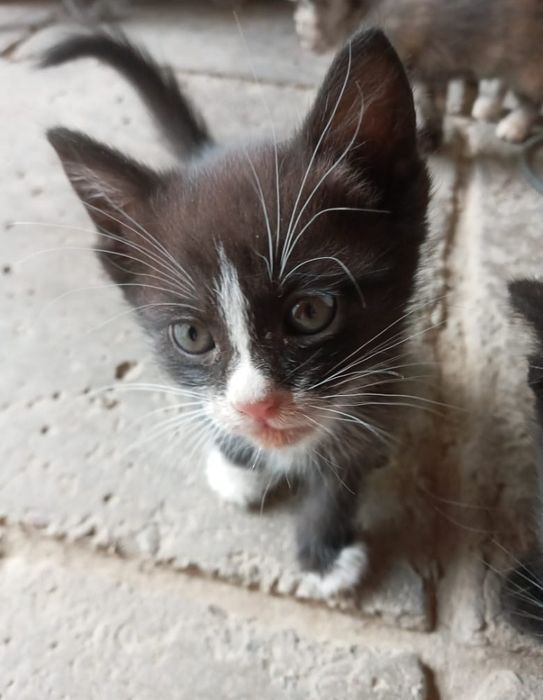 Котята  в добрые руки