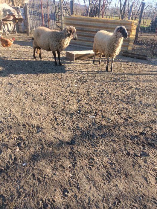 Vând 2 oi carabase tinere prețul este de 750 bucata