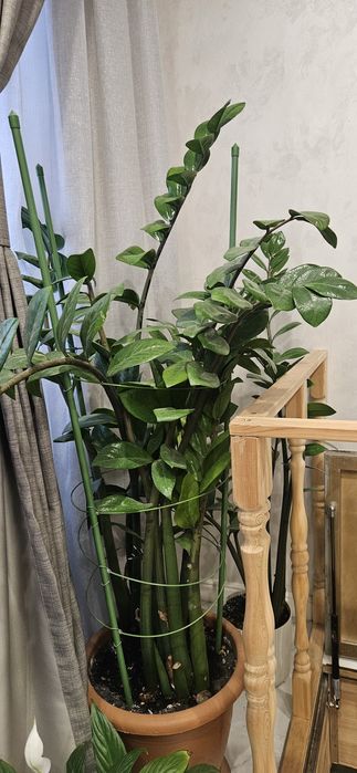 Продам цветок замиакулькас