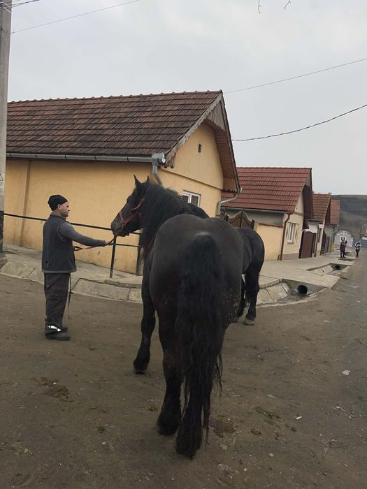 Vând 2 armasari ,sunt foarte blanzi