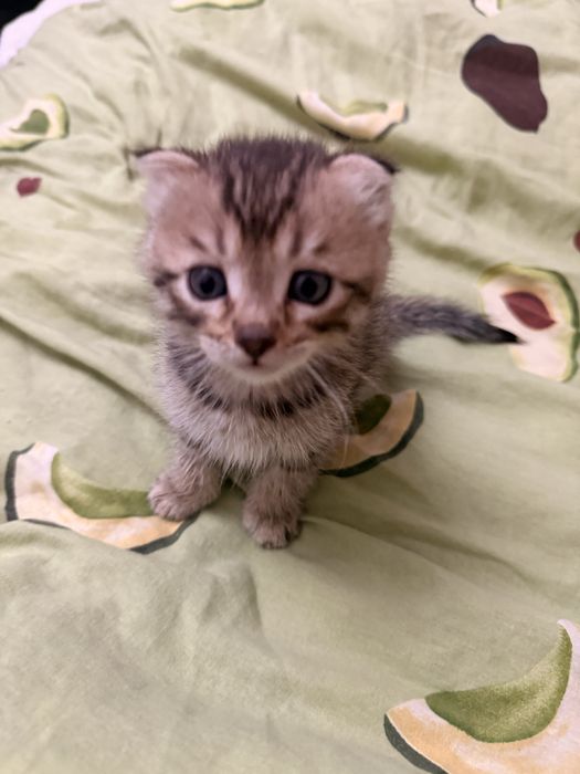 Отдам котят в добрые руки