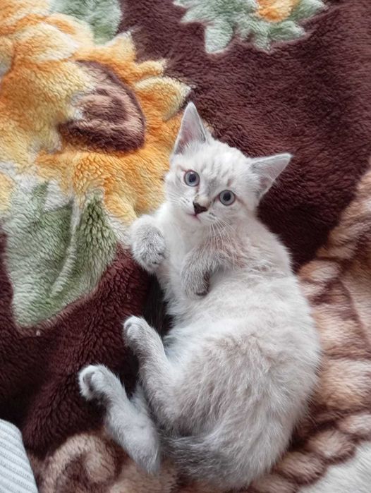 Отдам котят в добрые руки