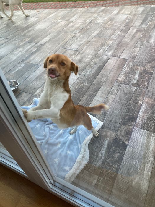 Ofer spre adopție cățel de talie mică vârsta de 2ani