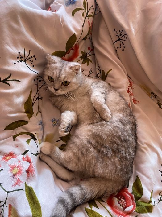 Кошка британский