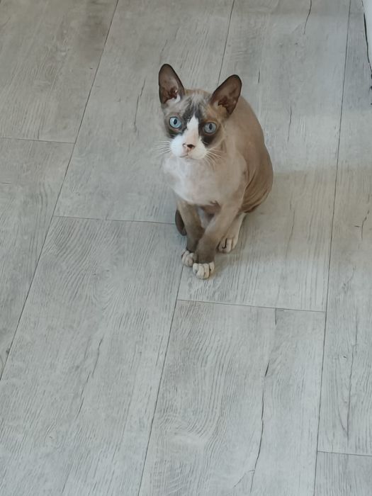 Отдам кота, в добрые руки