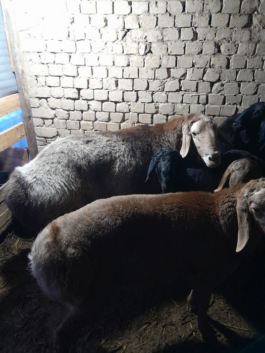 Sog'lom Qochqor sotiladi