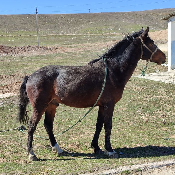 Құнан таза қанды