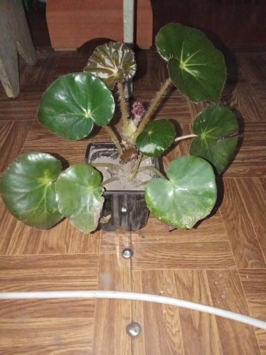 Разные Цветы Домашние.