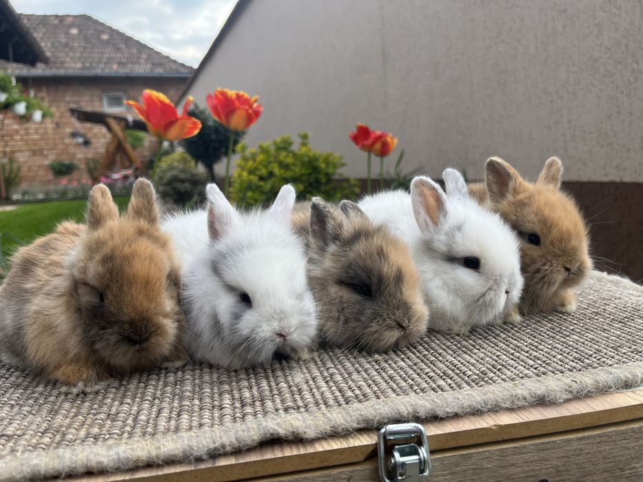 Iepurasi cap de leu pitic