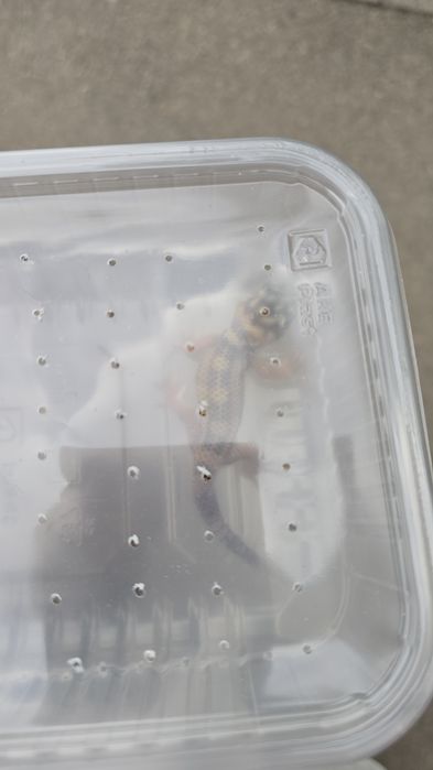 продам сцинкового геккона