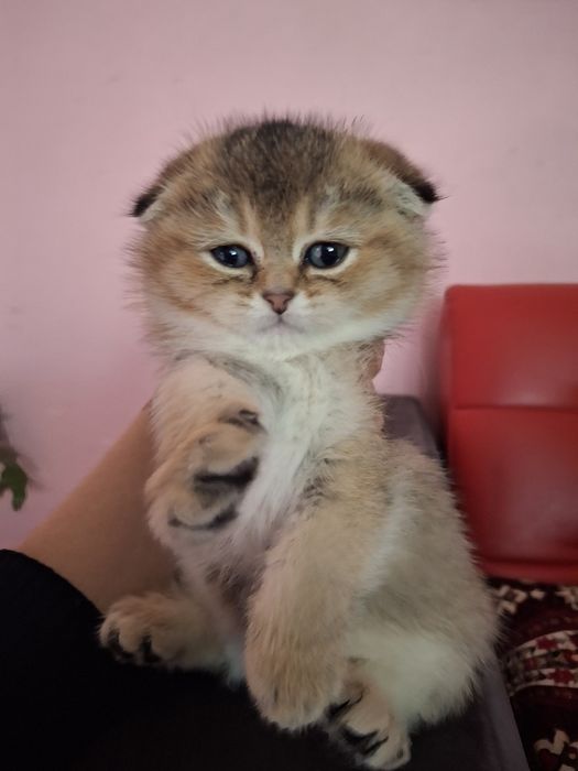 Zalatistiy shinshilla fold Mushukcha sotiladi!