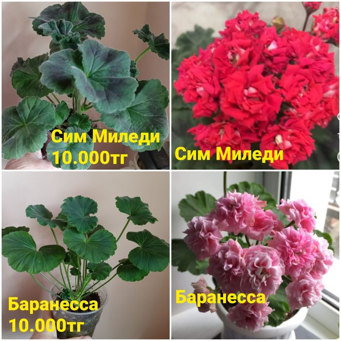 Пеларгония.  Караганда.  Город.