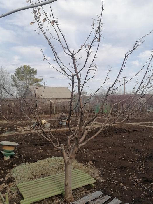 Обрезка деревьев