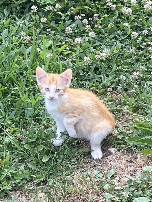 Pisoi adoptie in Maldaresti Valcea