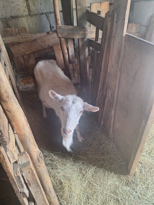 De vânzare 4 capre și 4 iezi