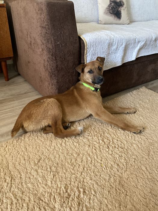 Дарю щенка-подростка