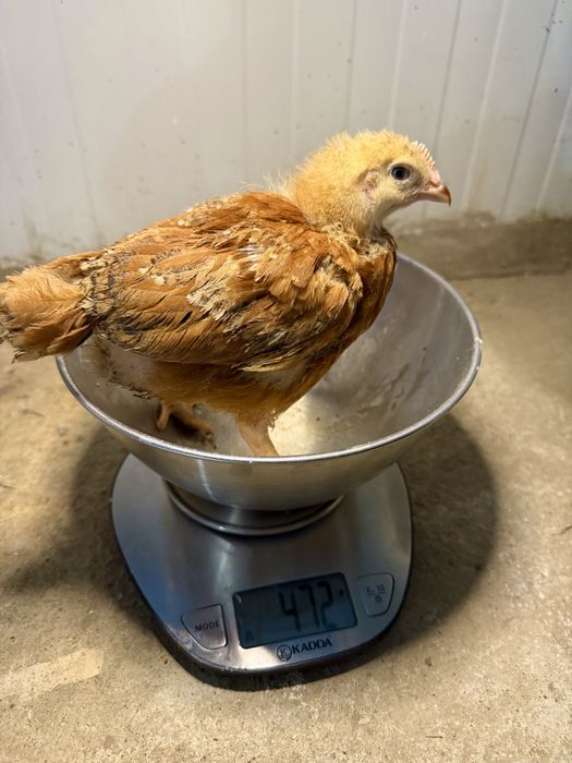 Pui de carne si rasa mixta