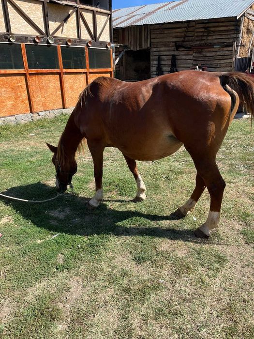 Vand iapa garntata de ham