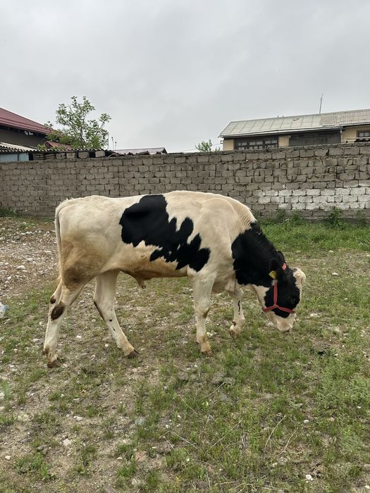 Buqa sotiladi golshteyn