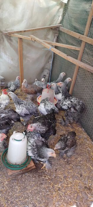 Pui brahma  50 lei bucata