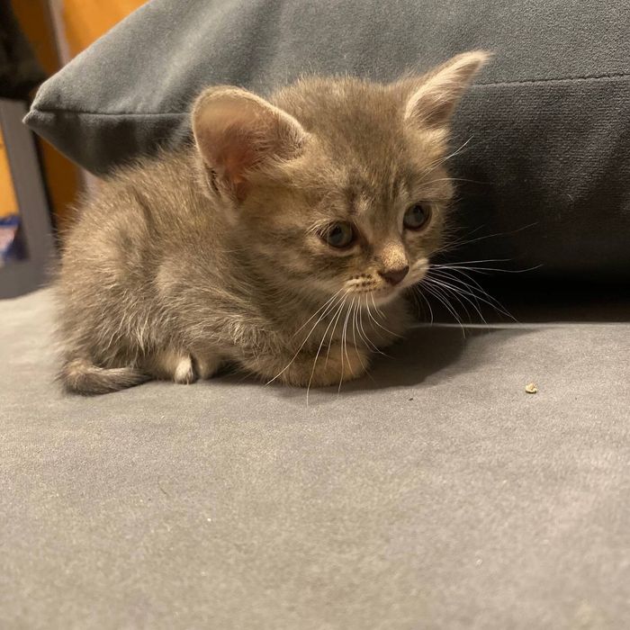 Котенок в хорошие руки