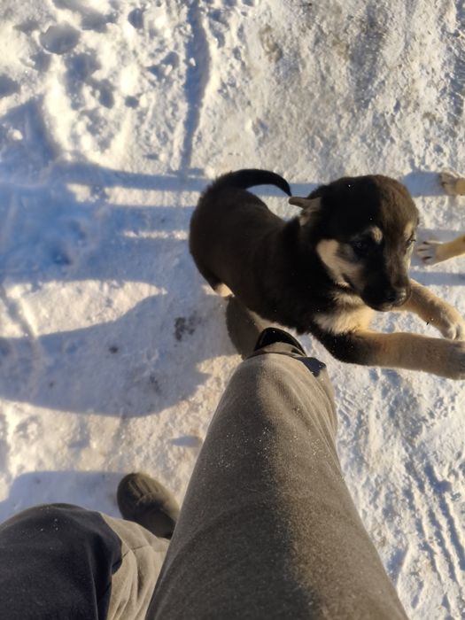 Donez 3 catei de curte